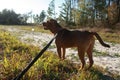 Treeing Cur dog checks the sky while on a leash